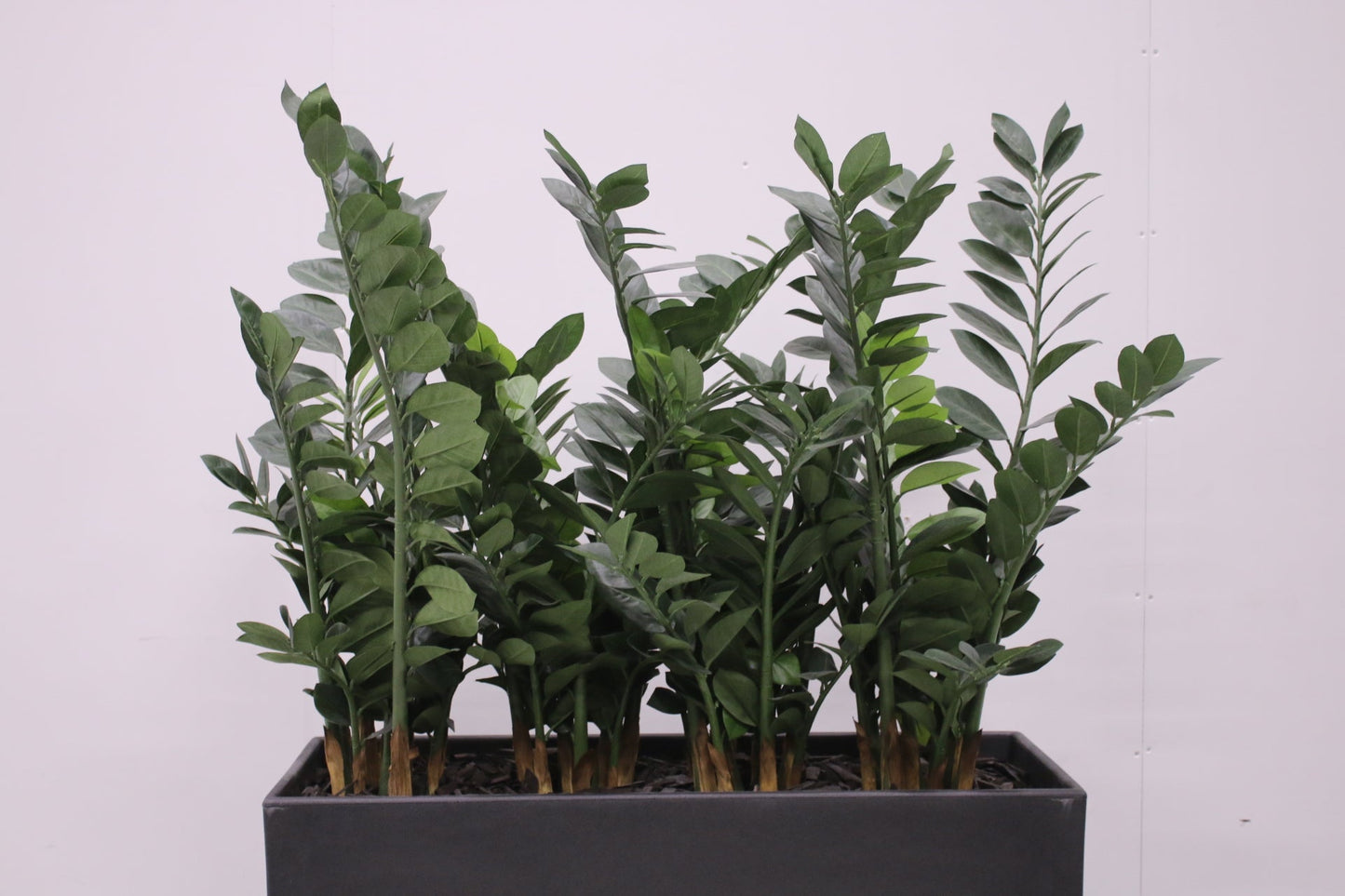 Pedrali Kado - tekokasvi - Suomen Kalustekeskus