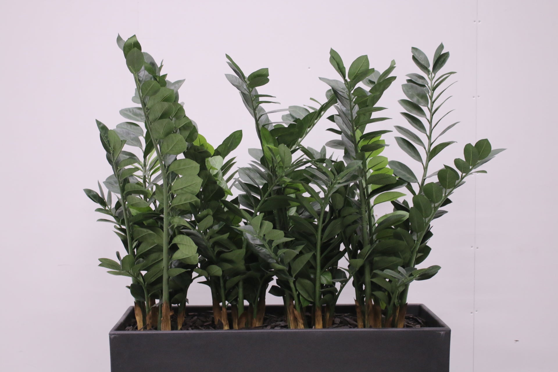 Pedrali Kado - tekokasvi - Suomen Kalustekeskus