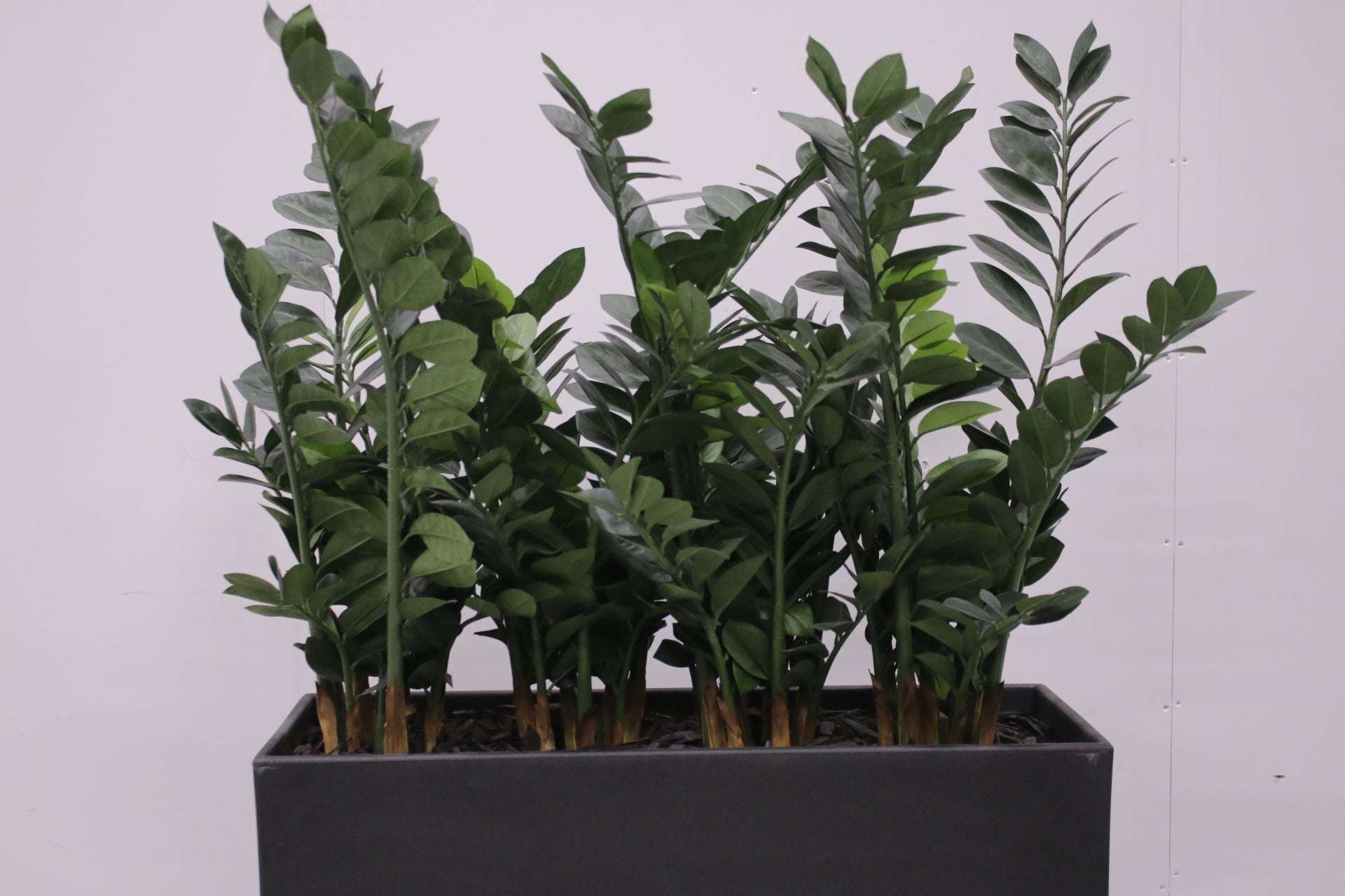 Pedrali Kado - tekokasvi - Suomen Kalustekeskus