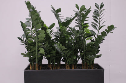 Pedrali Kado - tekokasvi - Suomen Kalustekeskus